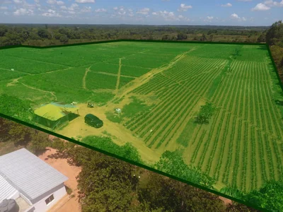 FInca en Yamasa - Imagen 3