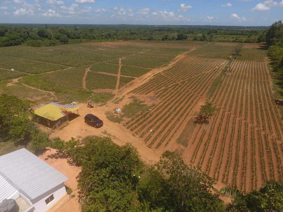 FInca en Yamasa - Vista 4